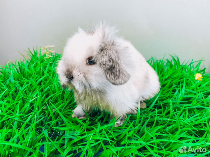 Карликовый кролик - супер мини