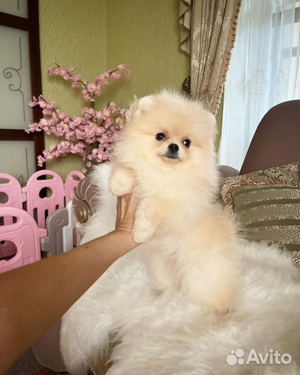 Шпиц малышка