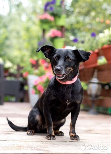 Маленькая собака