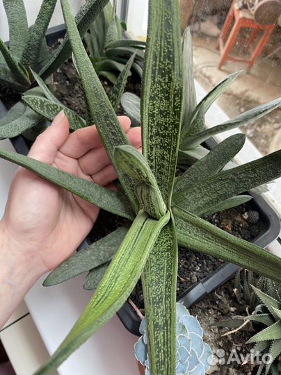 Суккулент Гастерия Little warty