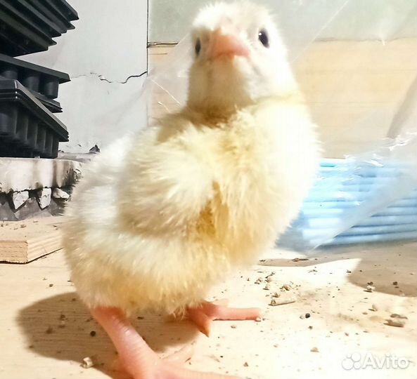 Цыплята бройлеры кобб 500