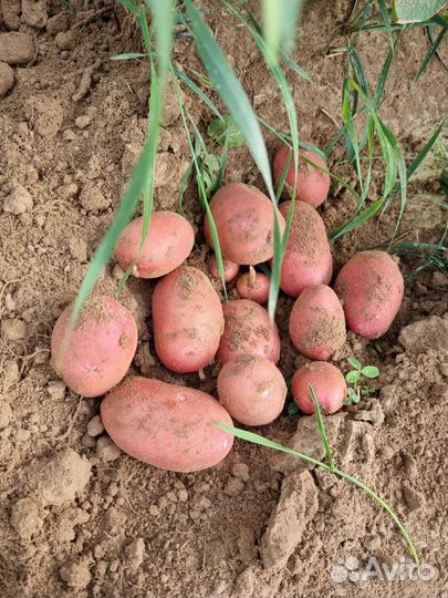 Инвестиции в сельское хозяйство