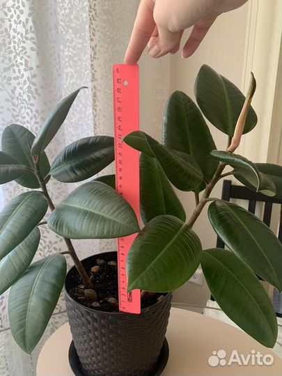 Фикус каучуконосный
