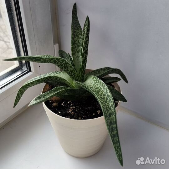 Алоэ Соколиное перо