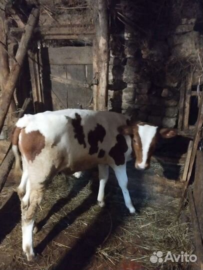 Телята бычки