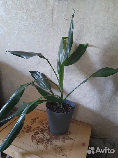 Аглаонема, драцена сандера