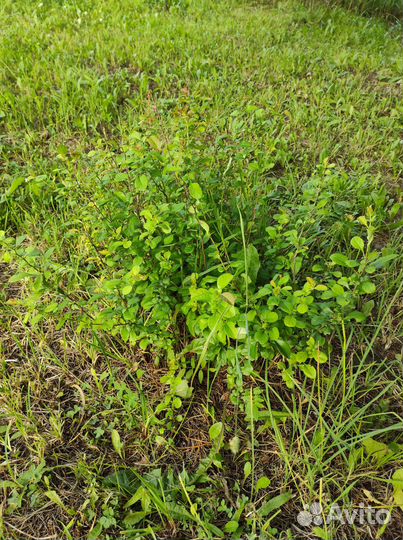 Айва японская