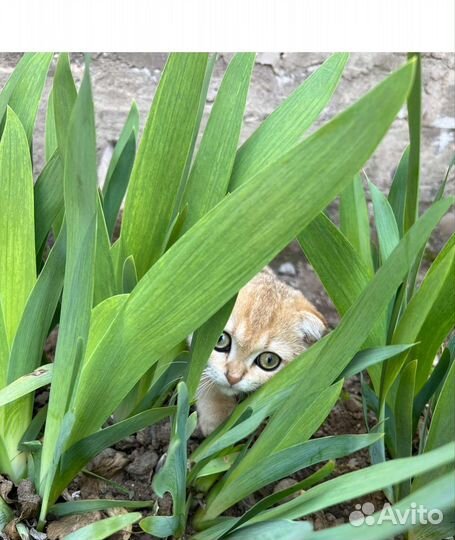 Золотая шиншилла вязка