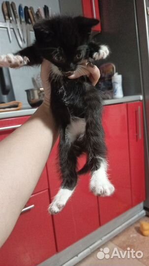 Котята