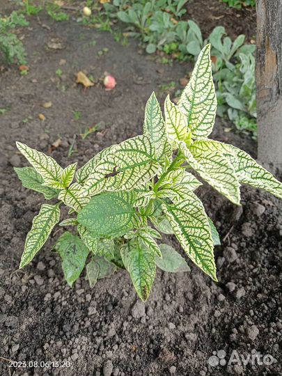 Хоста, лилия розовая, Гелиопсис вариегатный