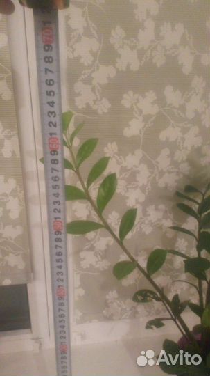 Замиокулькас