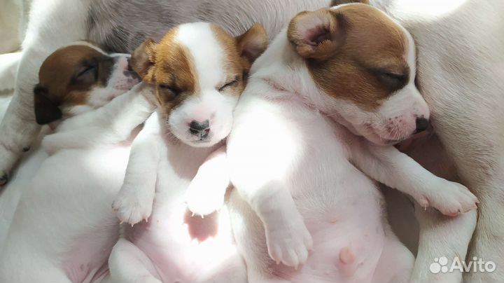 Щенки джек рассел терьер гладкошерстные