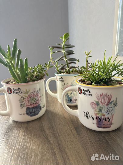 Флорариум в чашке, подарок мини-садик