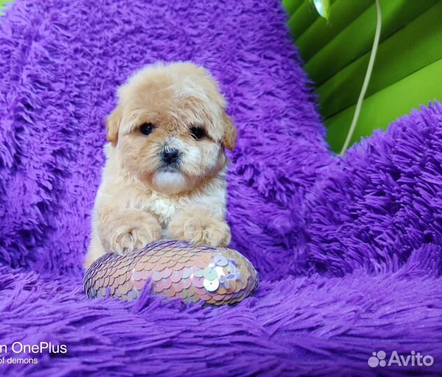 Мальтипу мини, микро, есть черныебебиф, доставка