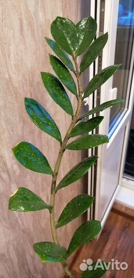 Замиокулькас