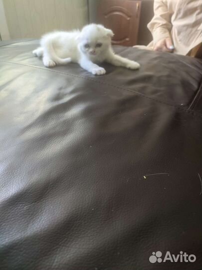 Шотландские вислоухие котята