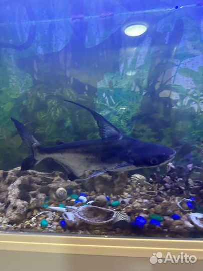 Сом акулий пангасиус