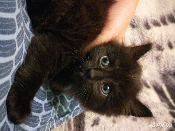 Черный котенок девочка два месяца
