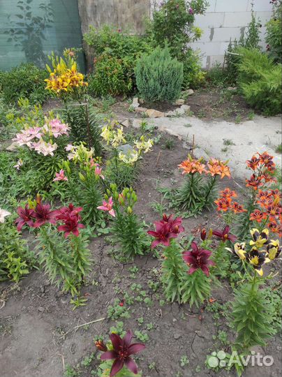 Саженцы лилии