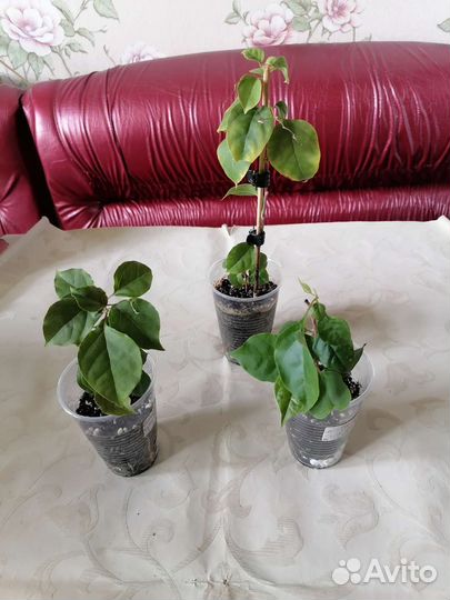 Бугенвилии махровые