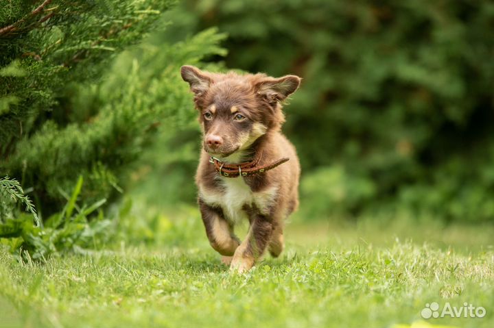Щенок в добрые руки маленькой собаки