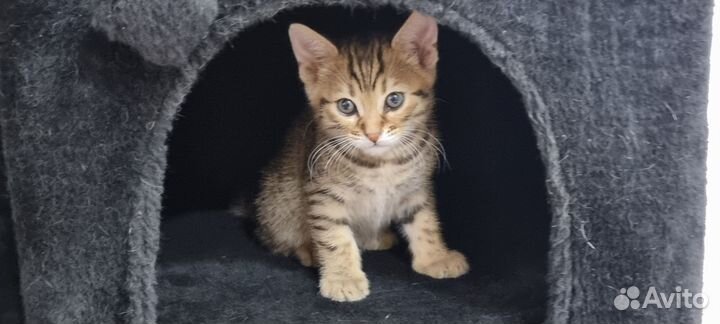 Бенгальские котята