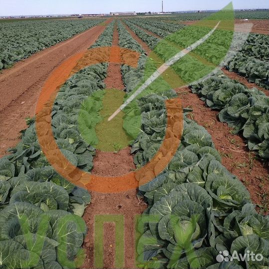 Семена белокочанной капусты Примавера F1