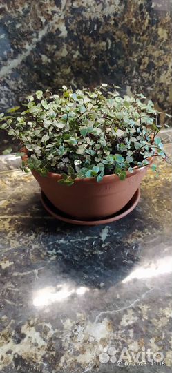 Каллизия, диаметр горшка 20 см