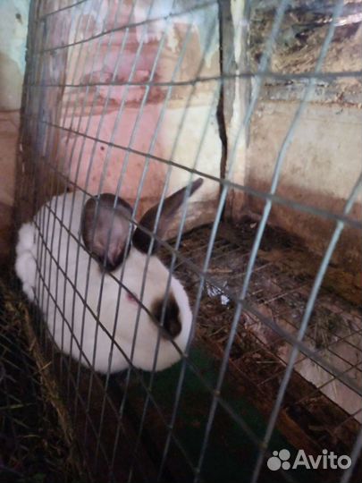 Калифорнийские кролики