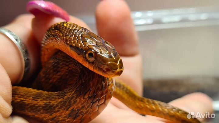 Узорчатый полоз