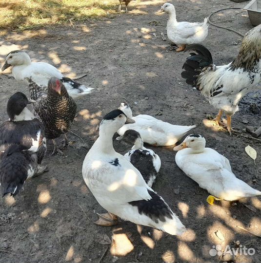 Утки муларды