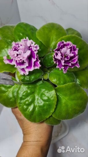 Фиалка в горшках