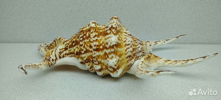 Ламбис Ширагра 24,1 морская ракушка раковина