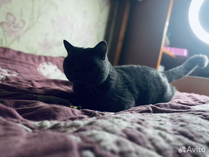Британский кот для вязки