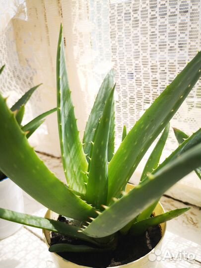 Алоэ Вера растение
