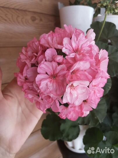 Пеларгония герань