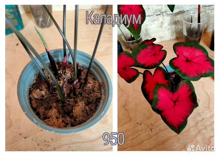 Каладиумы