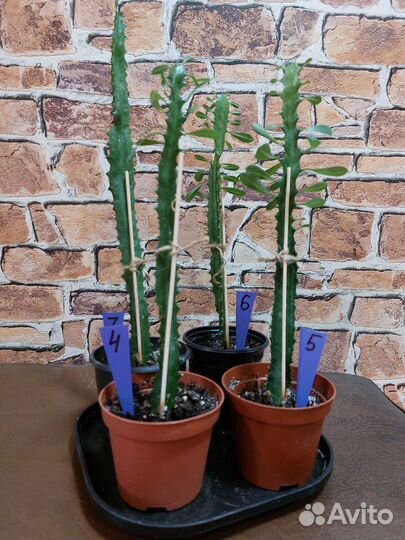 Комнатные растения цветы