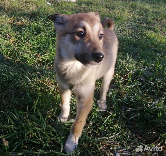Собаки бесплатно в добрые руки щенки