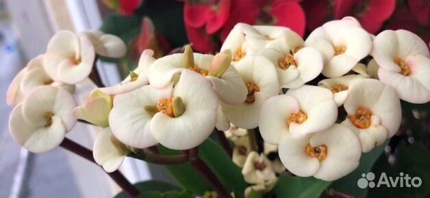 Эуфорбия, молочай Милли