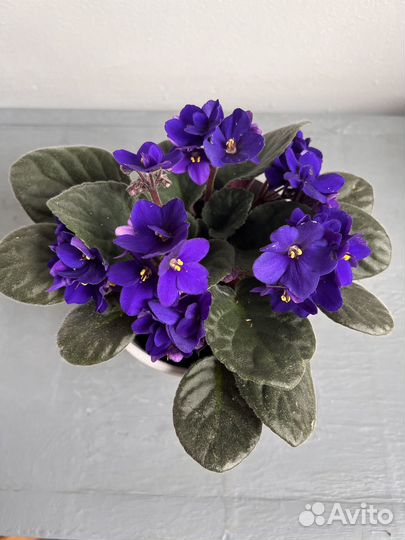 Фиалка фиолетовая