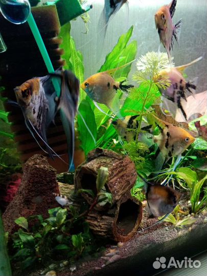 Аквариумные рыбки