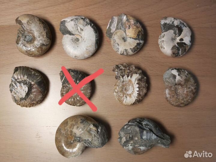 Аммониты окаменелость 4 см (500)