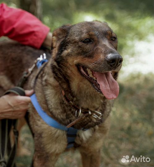 Лоре нельзя жить в приюте, ей очень нужен дом