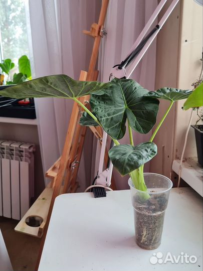 Алоказия Регал Шилдс (взрослое)