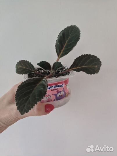 Глоксиния белая (детка)