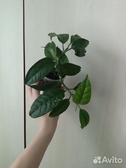 Хойя мультифлора