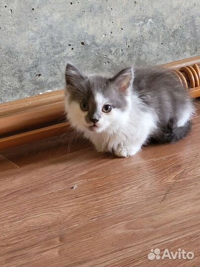 Котик в дар