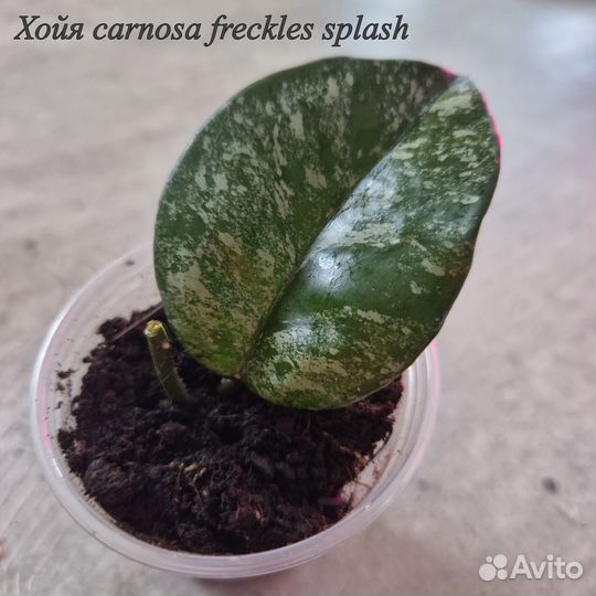 Хойи, предлагаю укорененные черенки