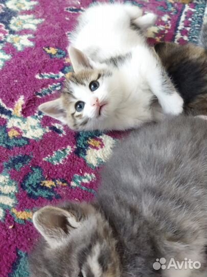 Котята в добрые руки бесплатно
